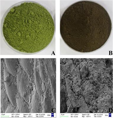 Effect of Solid-State Fermentation on Nutritional Quality of Leaf Flour of the Drumstick Tree (Moringa oleifera Lam.)